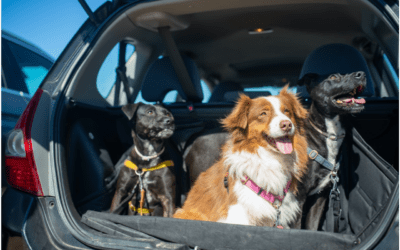 Stress-Free Traveling Tips for You and Your Pet