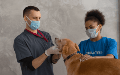 What is the Role of a Veterinary Technician?