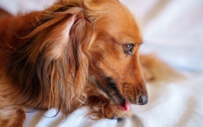 Spotting, Treating, and Preventing Hot Spots in Pets