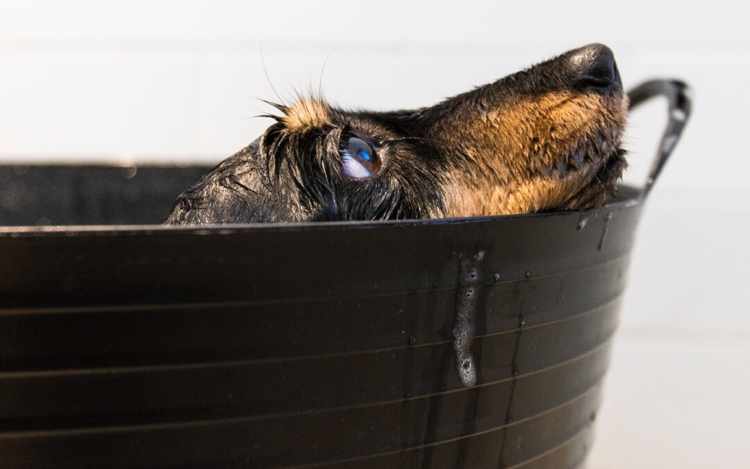 Discovering the Perfect Shampoo for Your Dog’s Bath Time