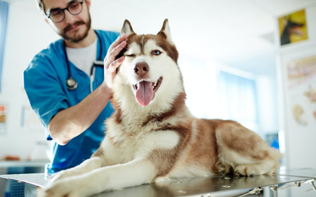 What is a Pet Wellness Exam? Costs, Prep, & What to Expect