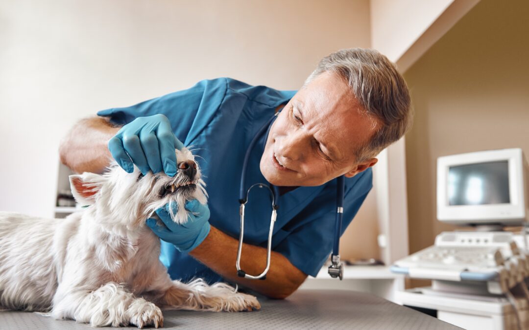 Pet Dental Care: Everything You Must Know About Oral Health