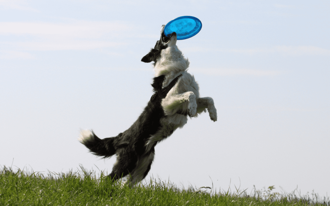 Beyond Dog Wellness Exams: How to Support Your Dog’s Health