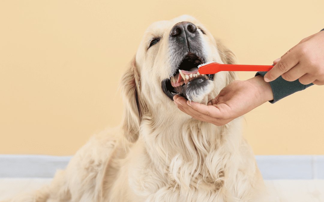 6 Most Common Pet Dental Issues (& How to Prevent Them!)