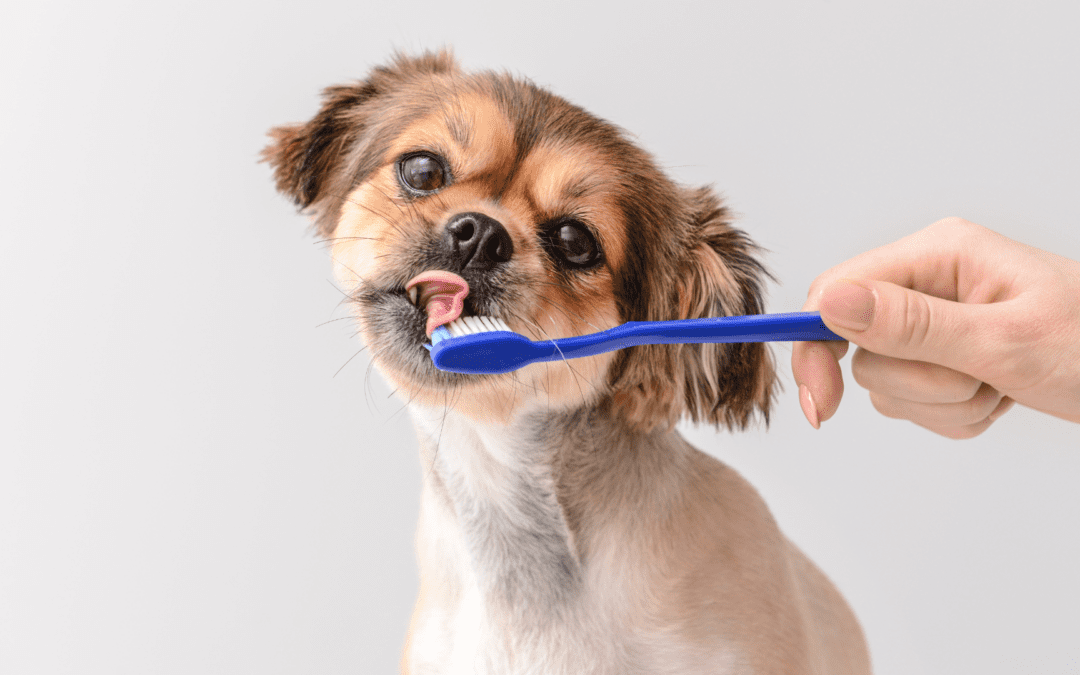 9 Unavoidable Signs Your Furbaby Needs Pet Dental Care NOW