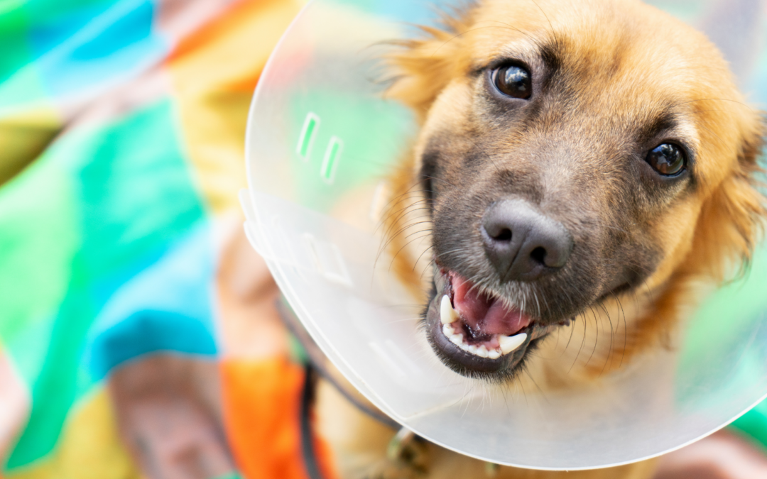 How to Care for Your Pet After Animal Surgery: 9 Expert Tips