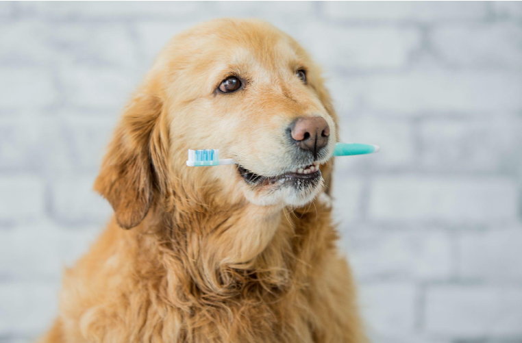 Top 7 Proven Benefits of Routine Pet Dental Services