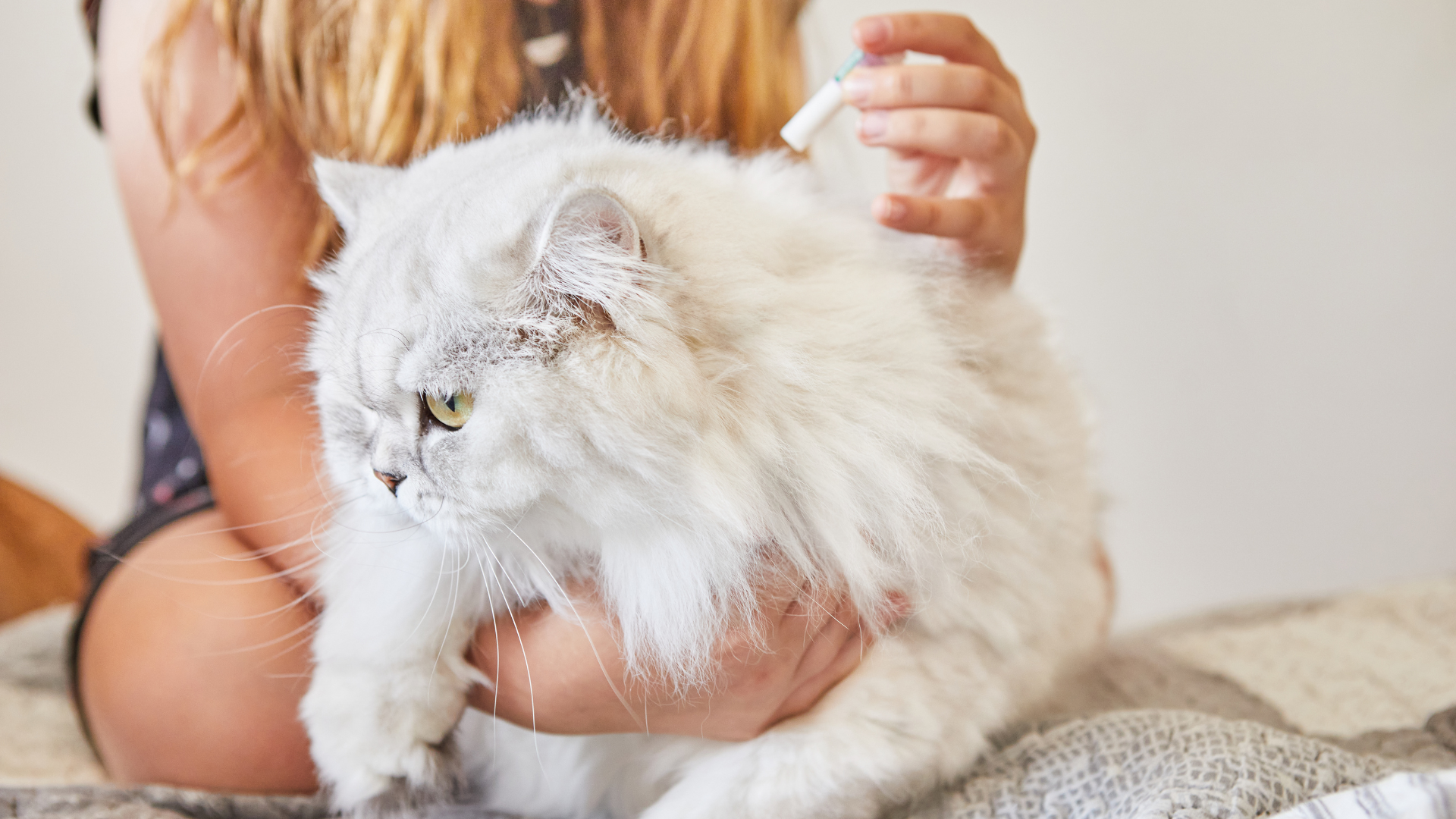 Cat Prevention