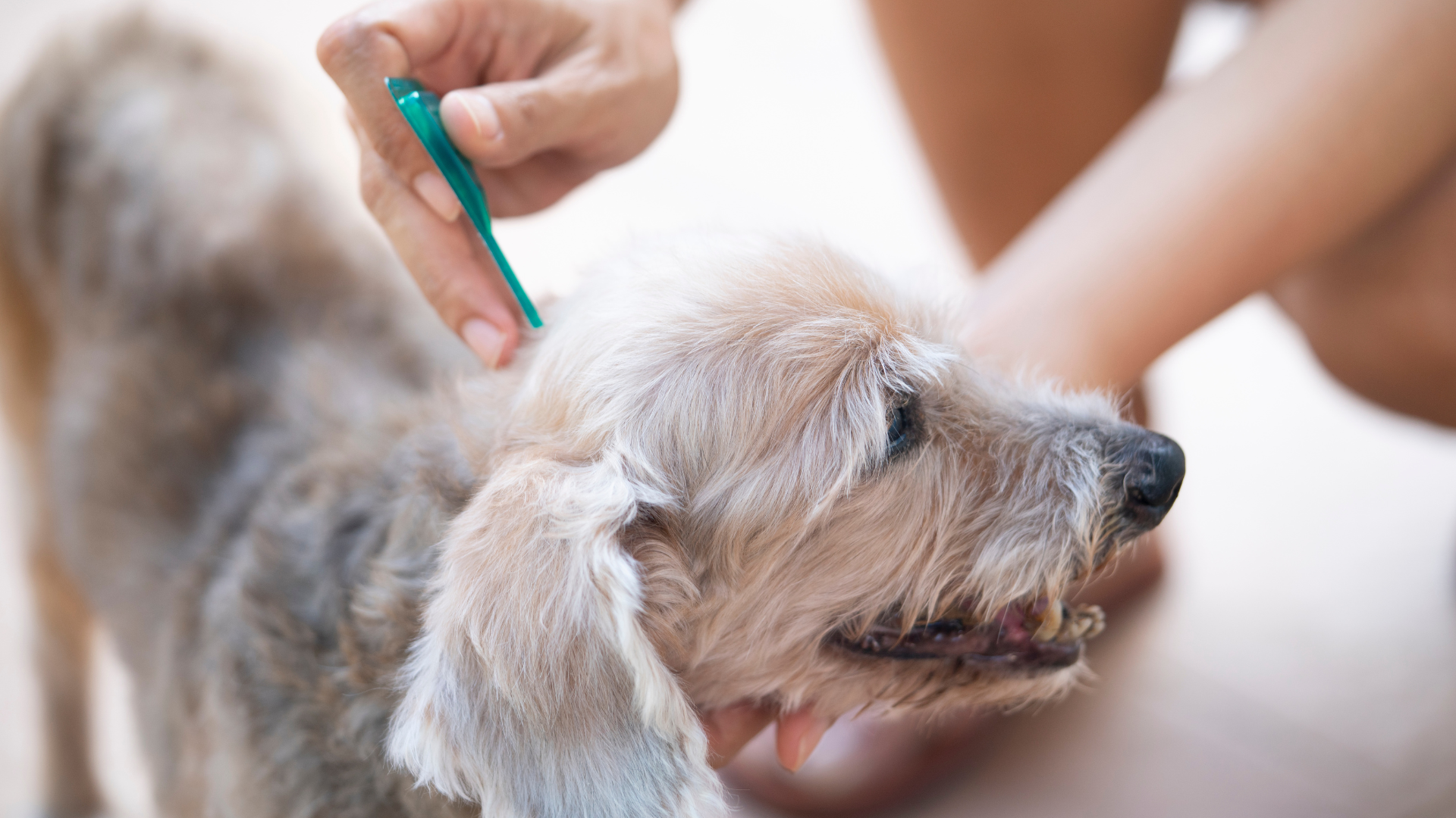 Dog Flea