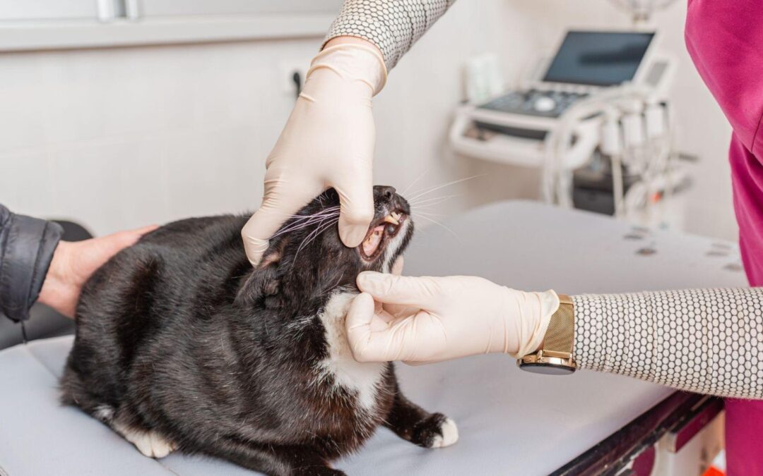 Is Pet Dentistry Safe for Older Pets?