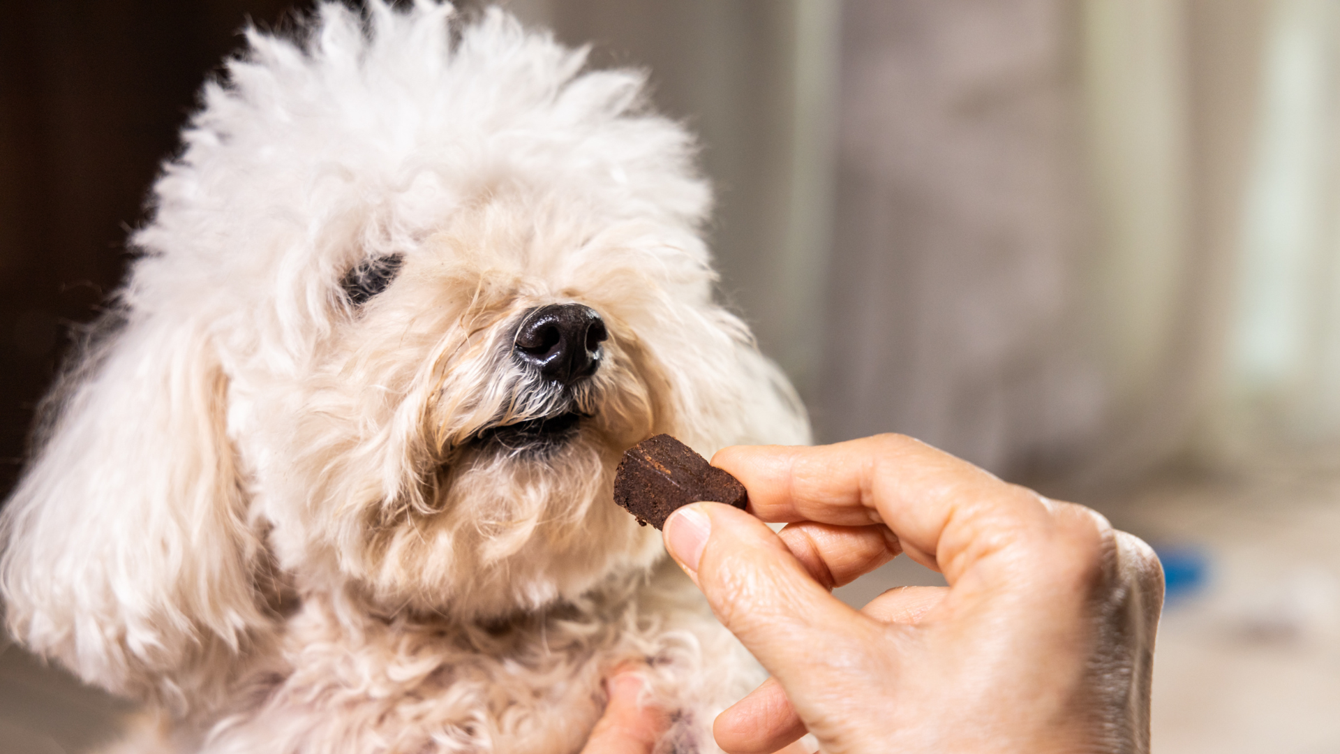 Dog Treat