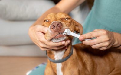 Top 5 Practical Pet Dental Care Tips You Can Use at Home