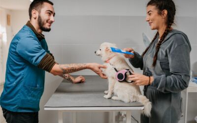 8 Common Myths About Fleas & Ticks that Put Your Pet at Risk