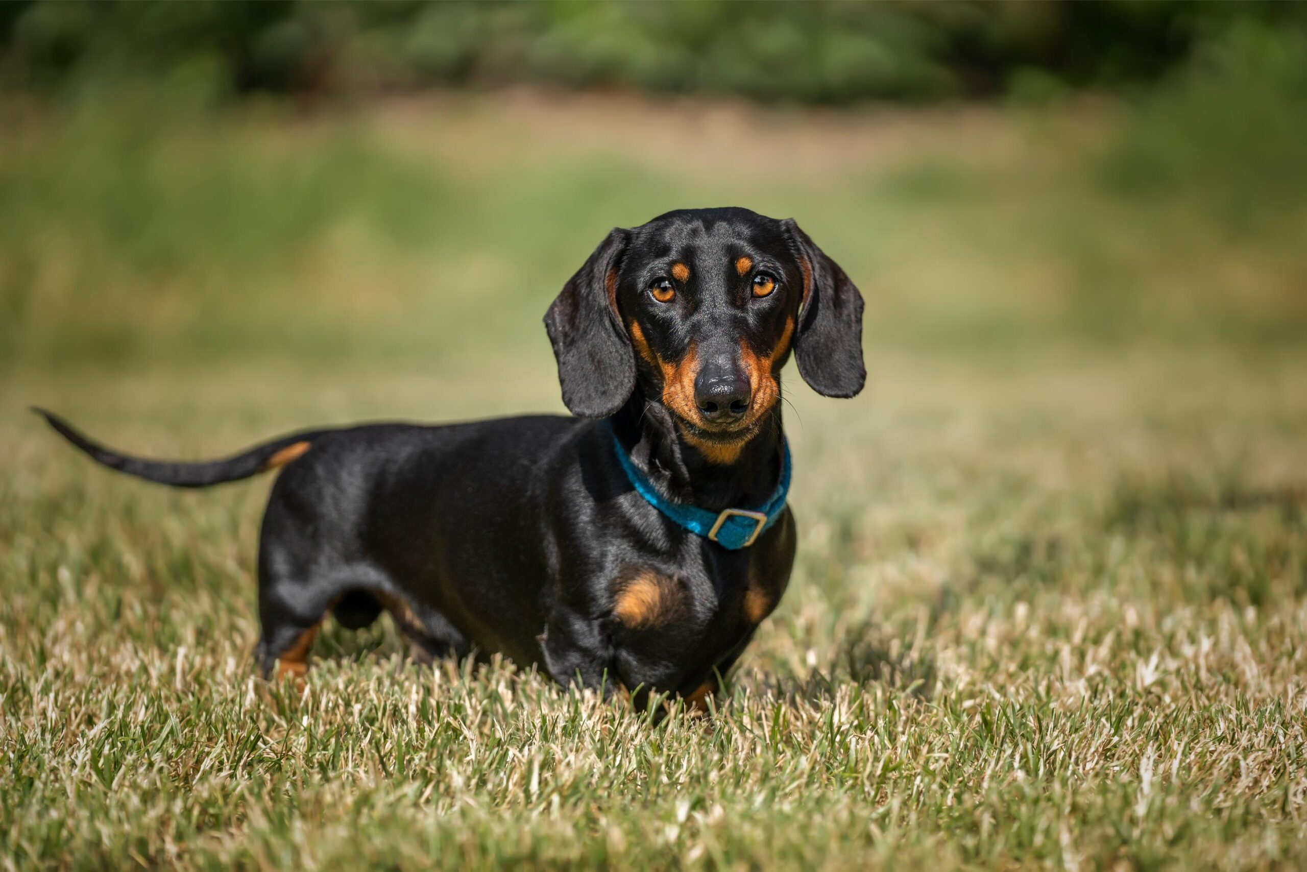 dachshund