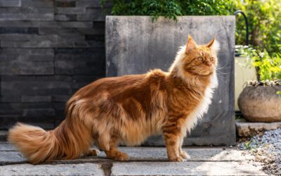 How Do Spaying & Neutering Affect Your Furbaby’s Health?
