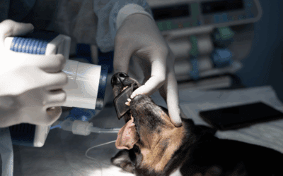 What to Expect During Professional Pet Dental Services