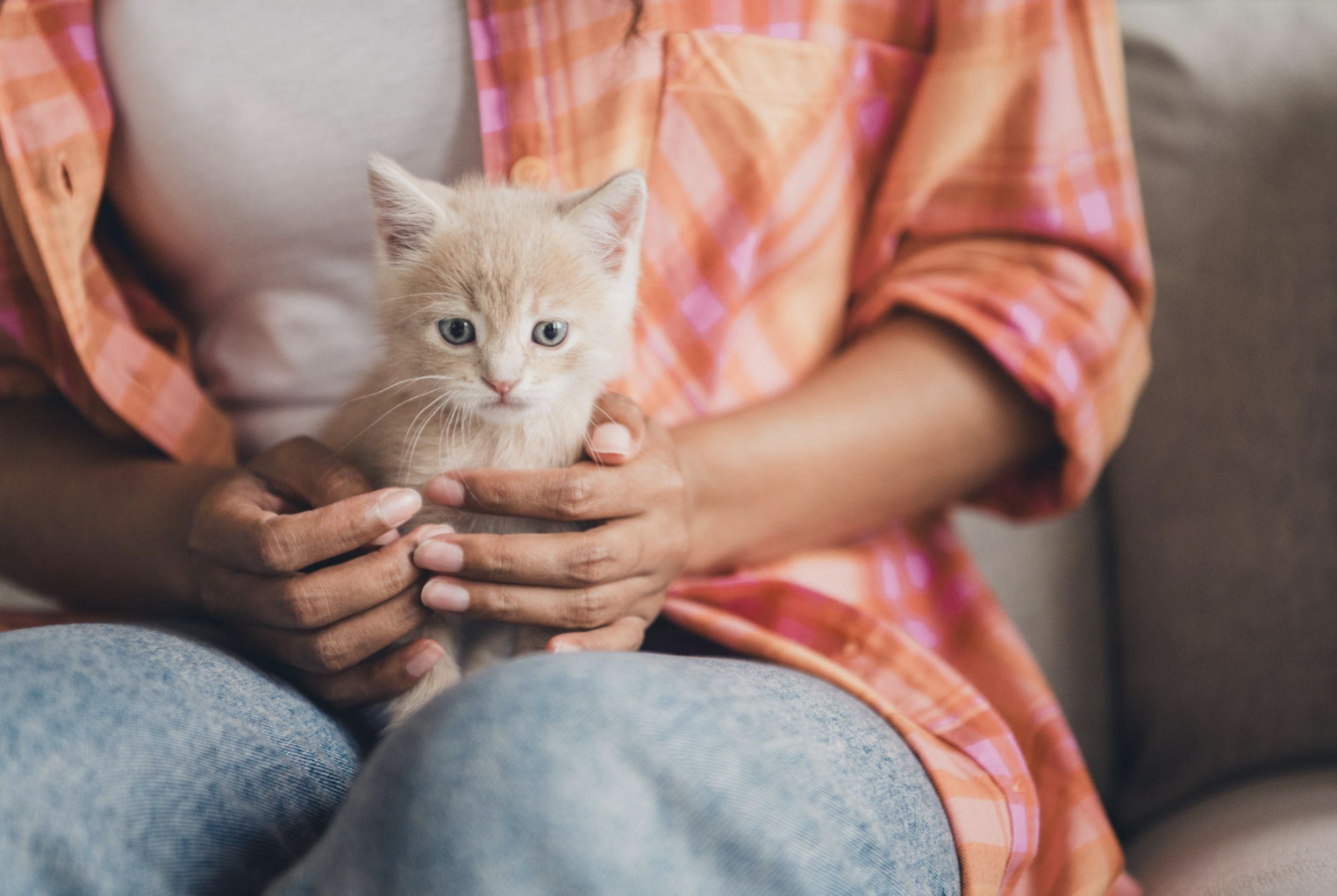 kitten