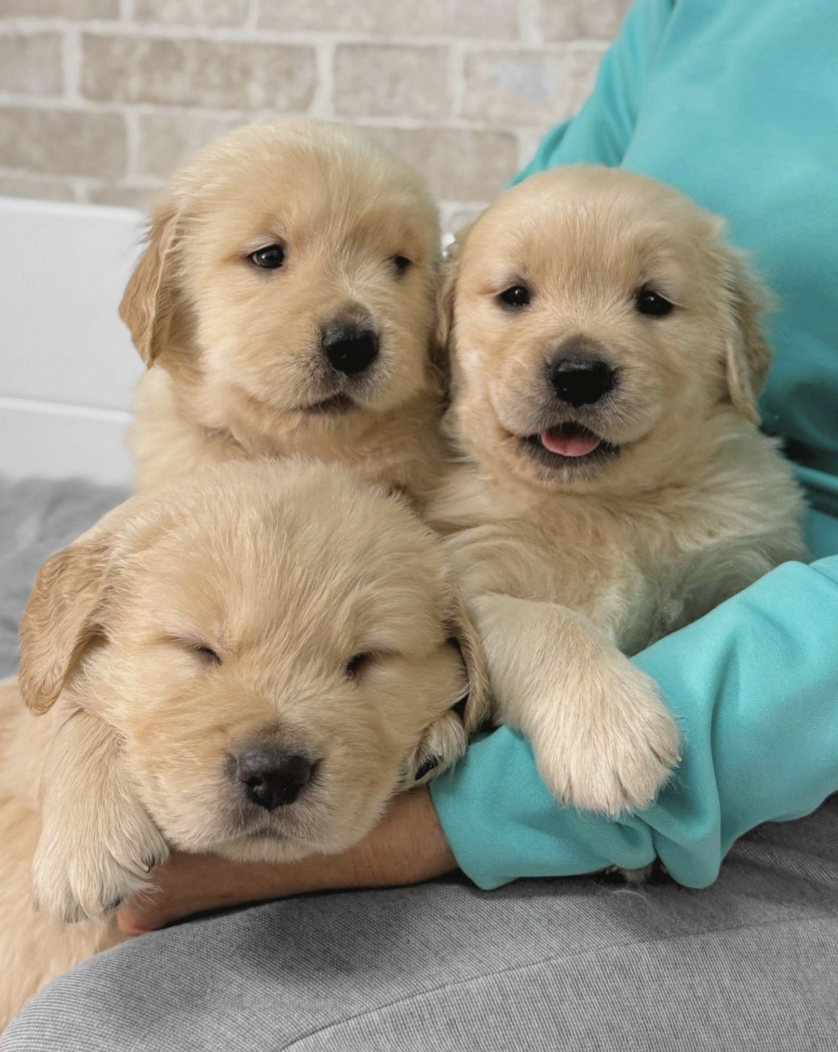 puppies