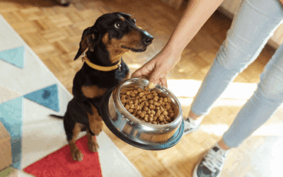 Nutrition After Neuter Services: How Hormones Affect Diet