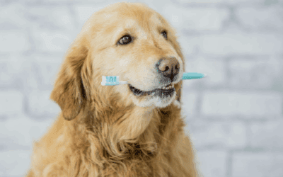 8 Best Vet-Approved Products for Pet Dental Care at Home