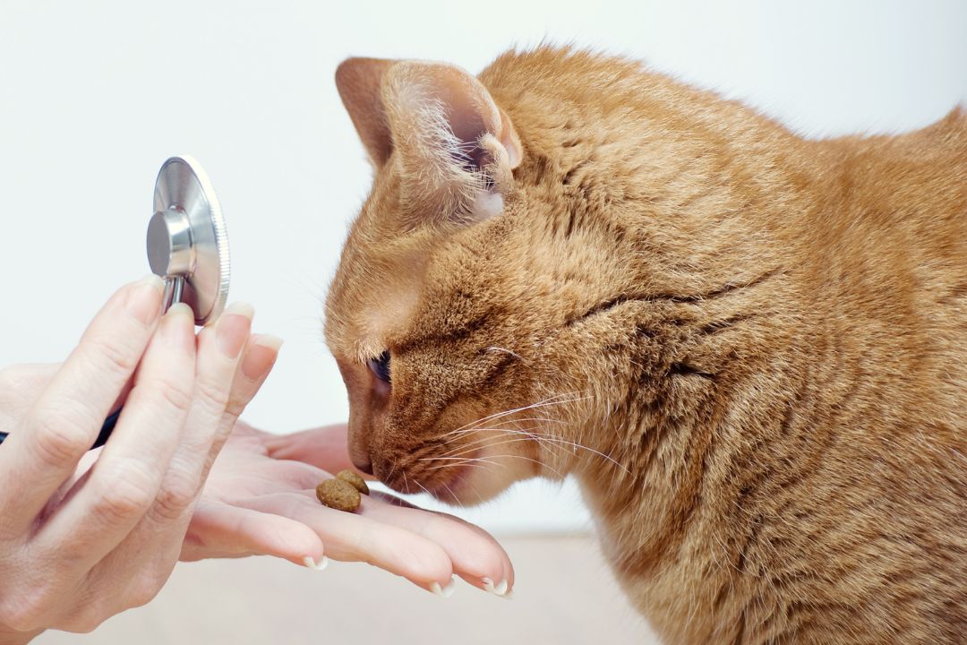 Cat Vet