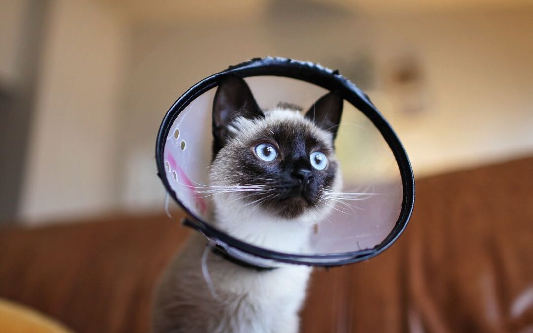 What Happens During Spay & Neuter Services from a Pet’s POV?