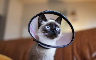 What Happens During Spay & Neuter Services from a Pet’s POV?