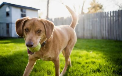 How to Prevent Flea & Tick Infestations in Your Home & Yard